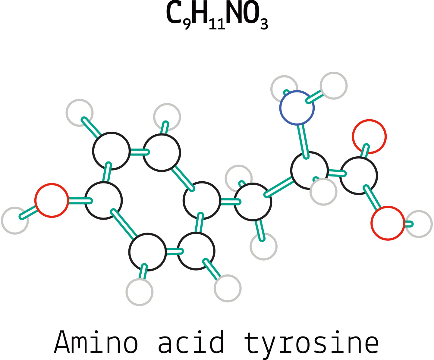 What are essential amino acids?