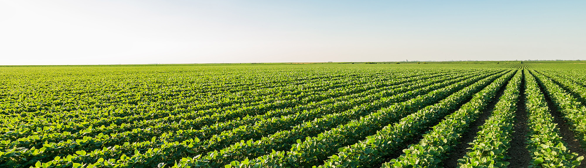 Overview of the U.S. Soybean Market in Japan