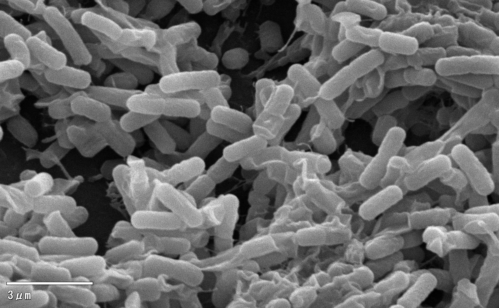 Fermentation by the natto bacillus No contamination by miscellaneous bacteria